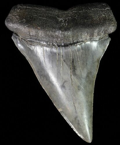 Huge, Fossil Mako Shark Tooth - South Carolina #70514